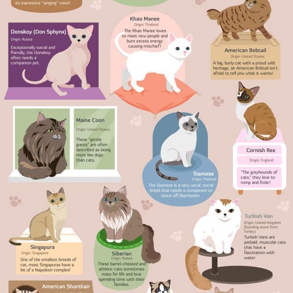 Guide for Cat Breeds {Infographic}